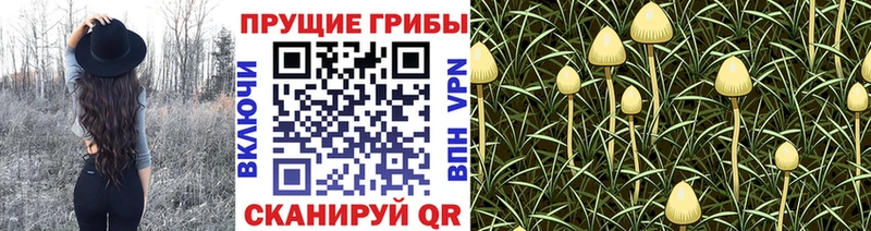 Псилоцибиновые грибы Psilocybine cubensis  гидра tor  Первомайск  как найти закладки 
